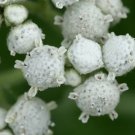 Quinine Wild American Feverfew Heirloom Seeds Medicinal Herb 50 Seeds Fresh Garden