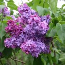 25 Seeds French / Old Fashioned Lilac Syringa Vulgaris Flower Shrub Bush Fresh Garden