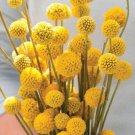 Billy Buttons (Drumsticks) 50 Seeds Heirloom Flower Unique Ball Fresh Garden