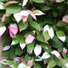 20 Seeds Variegated Arctic Beauty Kiwi Fruit Edible Actinidia Kolomikta Vine Fresh Garden