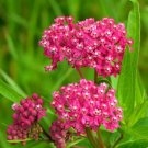 Milkweed Swamp Pink 50 Seeds Monarch Butterfly Plant Sow Spring Or Fall Fresh Garden