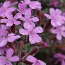 Soapwort Rock Heirloom Seeds Easy To Grow Medicinal Herb 200 Seeds Fresh Garden
