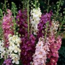 Verbascum Mix Purple Mullein Heirloom Seeds Medicinal Herb Seeds Non Gmo Fresh Garden