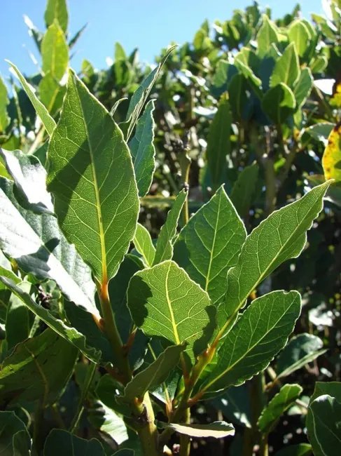 Bay Leaf Willow Tree Get One Bay Leaf Willow Cutting To Grow Fresh Garden