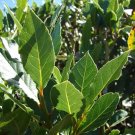 Bay Leaf Willow Tree Get One Bay Leaf Willow Cutting To Grow Fresh Garden