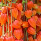 Chinese Lantern 100 Seeds For Planting Easy To Grow Stunning Lantern Fresh Garden