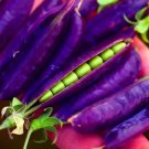 Purple Pod Pea Seeds For Planting 10 Rare Seeds Heirloom And Non Gmo Fresh Garden