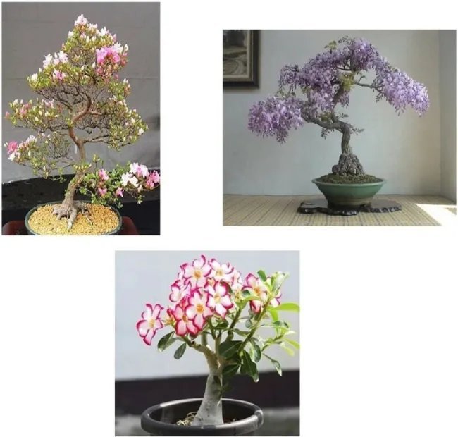 Bonsai Seed Bundle #2 3 Types Desert Rose Japanese Cherry Blossom Fresh Garden