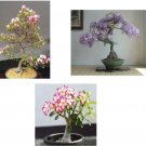 Bonsai Seed Bundle #2 3 Types Desert Rose Japanese Cherry Blossom Fresh Garden