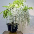 5 White Wisteria Bonsai Tree Seeds For Planting Wisteria Floribunda Fresh Garden