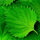 Green Shiso Perilla Frutescens 100 Seeds Tangy Japanese Herb Sushi Bar Fresh Garden