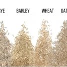 Cat Grass Seeds For Growing 4 Way Blend Rye Wheat Oats And Barley 2 Ounces Fresh Garden