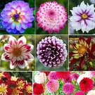 Dahlia Flower Seeds Exotic Mix 100+ Seeds Fresh Garden