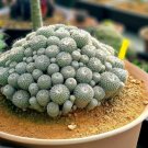 10 Rare Button Cactus Seeds Epithelantha Micromeris Usa Fresh Garden