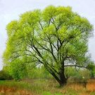 10 Black Willow Tree Cuttings Grow 10 Black Willow Trees Fast Growing Fresh Garden