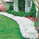 Snow In Summer Ground Cover 500+ Seeds Single Mix Exotic White Ground Vine Fresh Garden