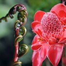 Red Torch Ginger Seeds 10 Seeds Hard To Find Usa Fresh Garden