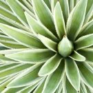 Agave Species Seed Mix For Planting 50 Seeds Grow Agave Fresh Garden