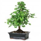 Bonsai Gingko Biloba Tree Seeds To Plant 5 Seeds Fresh Garden