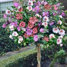 50 Rose Of Sharon Flower Seeds For Planting Beautiful Multicolor Hibiscus Seed Fresh Garden