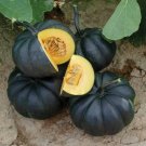 Black Pumpkin Seeds For Planting 10 Seeds Fresh Garden