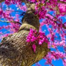 Redbud Tree Seeds To Grow 25+ Seeds Early Blooming Pink Flowers Amaze Fresh Garden