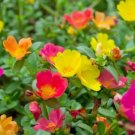 Moss Rose 1000 Seeds For Planting ‘Portulaca Grandiflora’ Flowers Fresh Garden