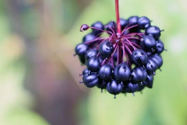 10 Siberian Ginseng Seeds Root Is Very Good For Health Shipped From Iowa Fresh Garden