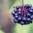 10 Siberian Ginseng Seeds Root Is Very Good For Health Shipped From Iowa Fresh Garden