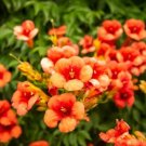 Yellow Hummingbird Bush Seeds 20 Seeds Yellow Trumpet Vine Non Gmo Seeds Fresh Garden