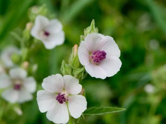 Marshmallow Seeds (Althaea Officinalis) 100 Seeds Marsh Mallow Herb Fresh Garden
