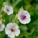 Marshmallow Seeds (Althaea Officinalis) 100 Seeds Marsh Mallow Herb Fresh Garden