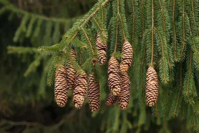 Norway Spruce Tree Seeds 50 Seeds Beautiful Evergreen Tree Seeds Fresh Garden