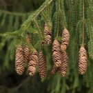 Norway Spruce Tree Seeds 50 Seeds Beautiful Evergreen Tree Seeds Fresh Garden