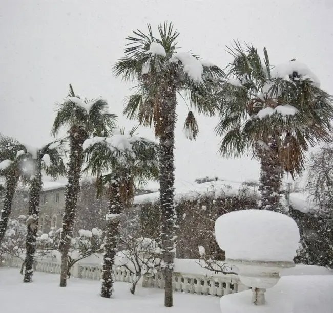 Cold Hardy Windmill Palm Tree Seeds 6 Seeds Trachycarpus Fortunei Fresh Garden