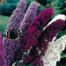 Butterfly Bush Seeds 50 Seeds To Grow Great For Monarch And All Pollinators Fresh Garden
