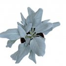White Sage Seeds To Grow 100 Seeds Indoor Outdoor Herb Sage Fresh Garden