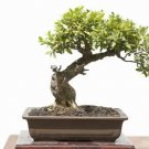 50 Chinese Boxwood Bonsai Tree Seeds Easy To Maintain Slow Growing Bonsai Fresh Garden