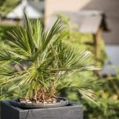 Windmill Palm Bonsai Tree Seeds 6 Seeds Trachycarpus Fortune Fresh Garden