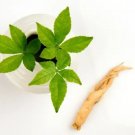 50 Female Ginseng Seeds Medicinal Properties Shipped From Iowa Fresh Garden