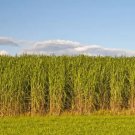 1 000 Switchgrass Seeds For Planting Fast Growing Prairie Grass Fresh Garden