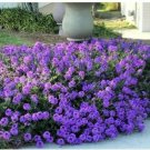 Purple Moss Verbena Seeds 100 Seeds Stunning Groundcover With Purple Blooms Fresh Garden