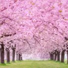 12 Japanese Flowering Cherry Blossom Tree Seeds Stunning Pink Blooming Tree Fresh Garden