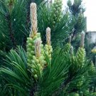 White Spruce Tree Seeds For Planting 30 Seeds Fresh Garden