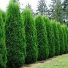 50 Americian Arborvitae Tree Seeds Evergreen Property Border Thuja Cedar Tree Fresh Garden