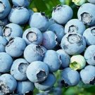 Lowbush Blueberry Seeds 30+ Seeds Fresh Garden