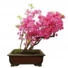 Pink Azalea Seeds 30 Seeds Prized For Bonsai Fresh Garden