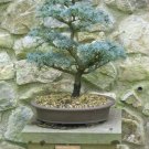 Atlas Cedar Bonsai Tree Seeds 10 Seeds Stunning Evergreen Bonsai Specimen Fresh Garden