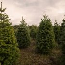 Christmas Tree Seeds For Planting 25 Seeds Balsam Fir (Abies Balsamea) Fresh Garden