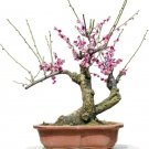Flowering Plum Bonsai Tree Seeds 10 Seeds Of Prunus Triloba Fresh Garden